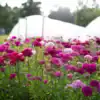 Dianthus Barbatus mix