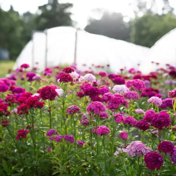 Dianthus Barbatus mix