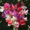 Lathyrus Odoratus Royal Family Mix