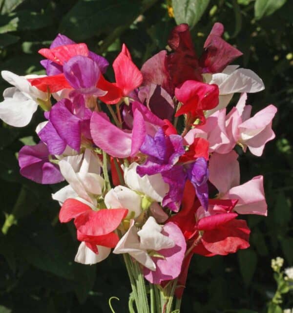 Lathyrus Odoratus Royal Family Mix