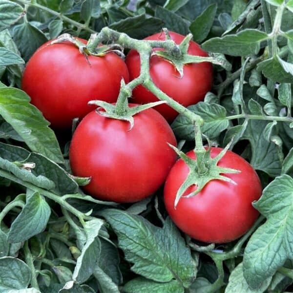 Buzzy Organic Tomaten Ace 55 BIO