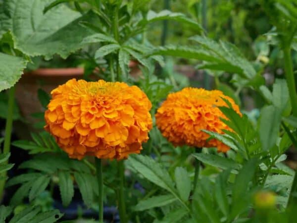 Tagetes erecta