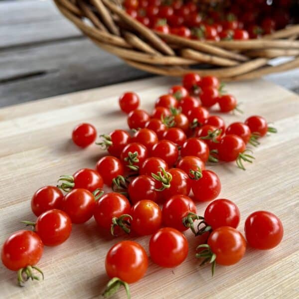 Tomate-cerise-Spoon-Bio_2 Kerstomaat Cerise