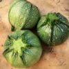 Courgette Di Nizza
