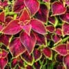 Coleus Rainbow Coleus Rainbow