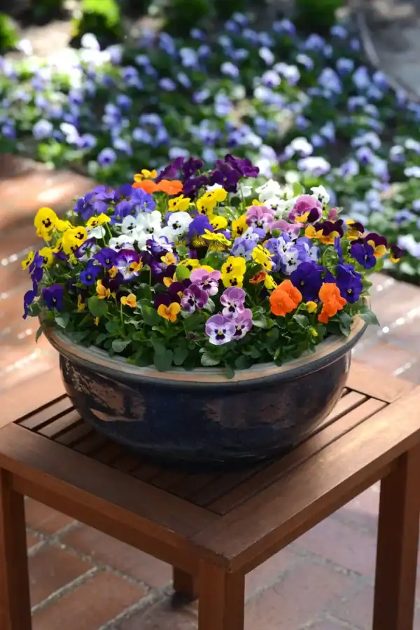 Viola cornuta Viola cornuta