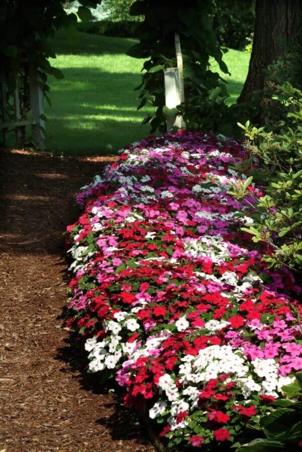 Impatiens Vlijtige Lies Mix Impatiens Vlijtige Lies Mix