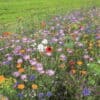 Wildbloemen Mix Wildbloemen Mix