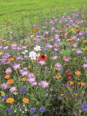 Wildbloemen Mix Wildbloemen Mix