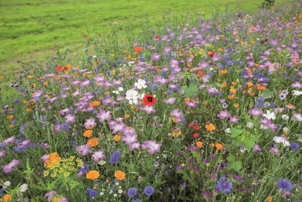 Wildbloemen Mix Wildbloemen Mix
