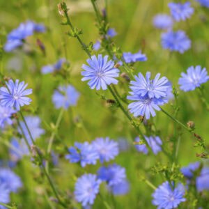 Cruydt Hoeck Wilde Cichorei