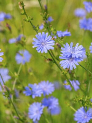 Cruydt Hoeck Wilde Cichorei Cruydt Hoeck Wilde Cichorei