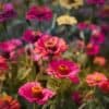 Zinnia Lilliput Zinnia Lilliput