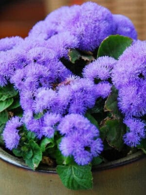 Ageratum