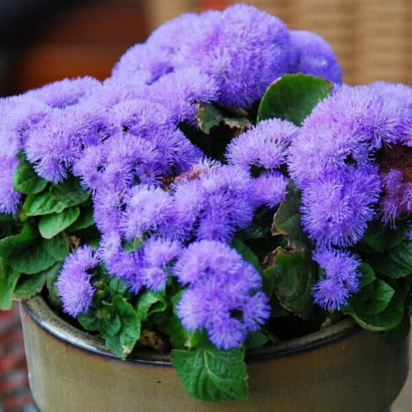 Ageratum