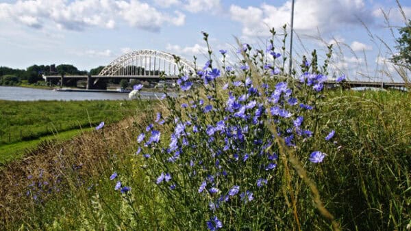 Cruydt Hoeck Wilde Cichorei Cruydt Hoeck Wilde Cichorei