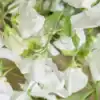 Siererwt Lathyrus Odoratus Royal Wedding