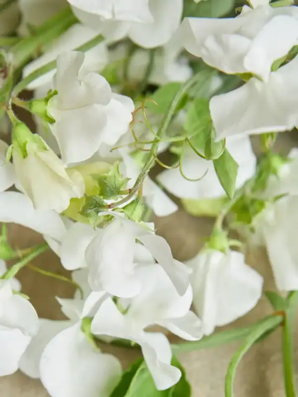 Siererwt Lathyrus Odoratus Royal Wedding