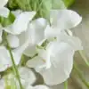 Siererwt Lathyrus Odoratus Royal Wedding