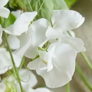 Siererwt Lathyrus Odoratus Royal Wedding