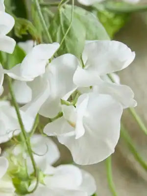 Siererwt Lathyrus Odoratus Royal Wedding Siererwt Lathyrus Odoratus Royal Wedding