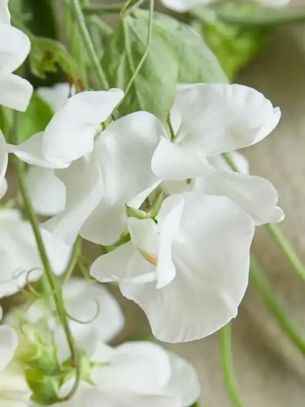 Siererwt Lathyrus Odoratus Royal Wedding