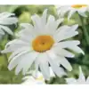 Margriet Chrysanthemum Alaska