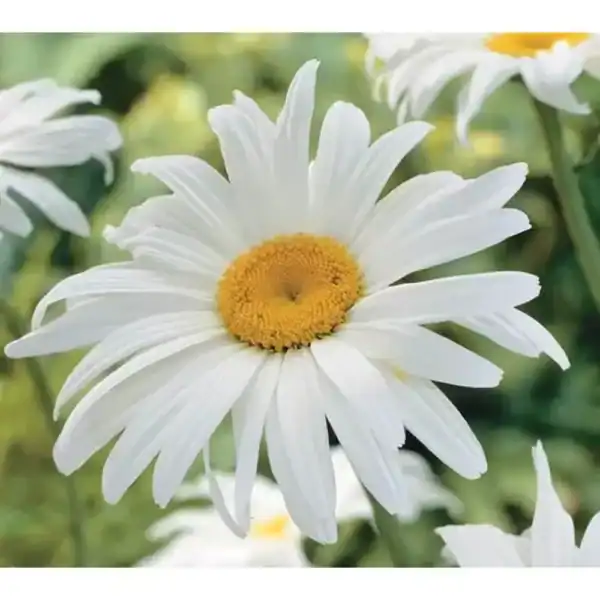 Margriet Chrysanthemum Alaska