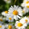 Margriet Chrysanthemum Alaska