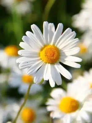 Margriet Chrysanthemum Alaska