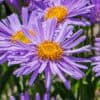 Aster alpine Aster alpine