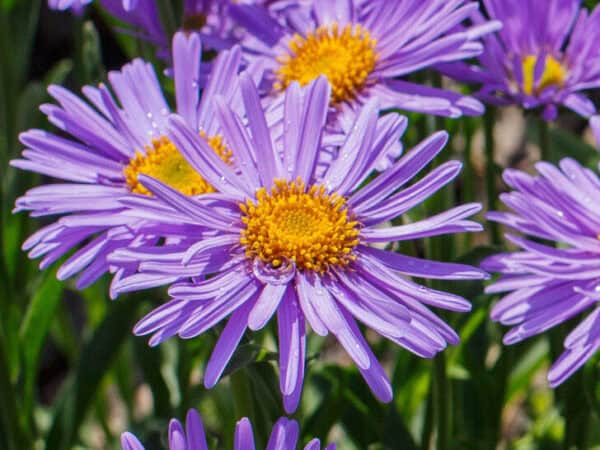 Aster alpine Aster alpine