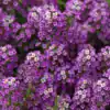 Alyssum Compactum Violet Queen