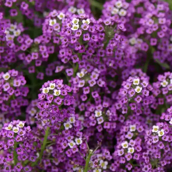 Alyssum Compactum Violet Queen