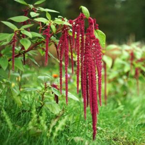 Amaranthus caudatus