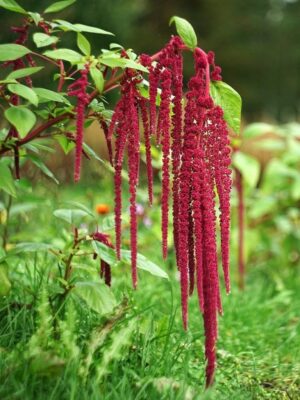 Amaranthus caudatus Amaranthus caudatus