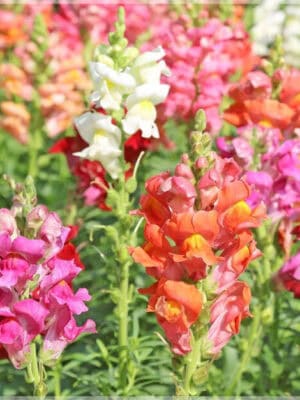 Tom Thumb mix Tom Thumb mix