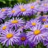 Aster alpine Aster alpine