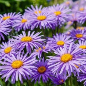 Aster alpine