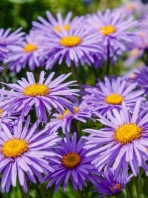 Aster alpine Aster alpine
