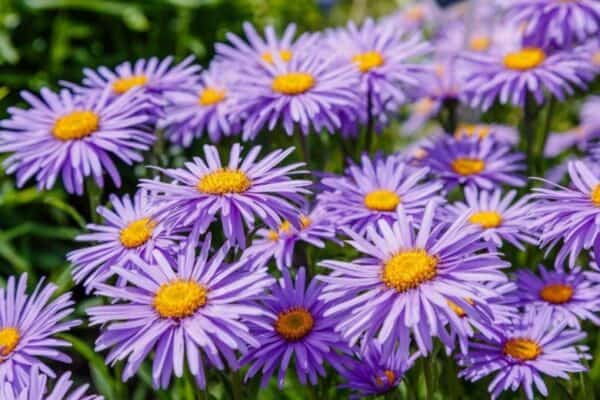 Aster alpine Aster alpine