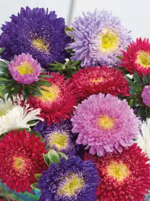 Aster langstelig gemengd Aster langstelig gemengd