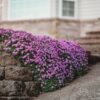 Aubrieta