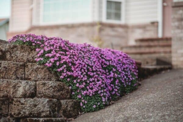 Aubrieta