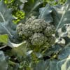 baby-broccoli-6 Broccoli Calabrese