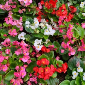 Begonia semperflorens Mix