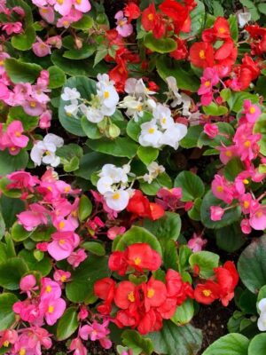 Begonia semperflorens Mix Begonia semperflorens Mix