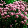 Bieslook bloem