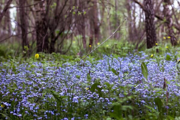 Vergeet-mij-niet Myosotis Indigo Blue Vergeet-mij-niet Myosotis Indigo Blue