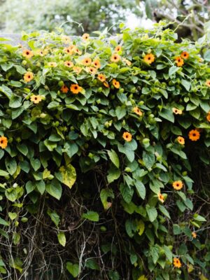 Thunbergia Alata Thunbergia Alata